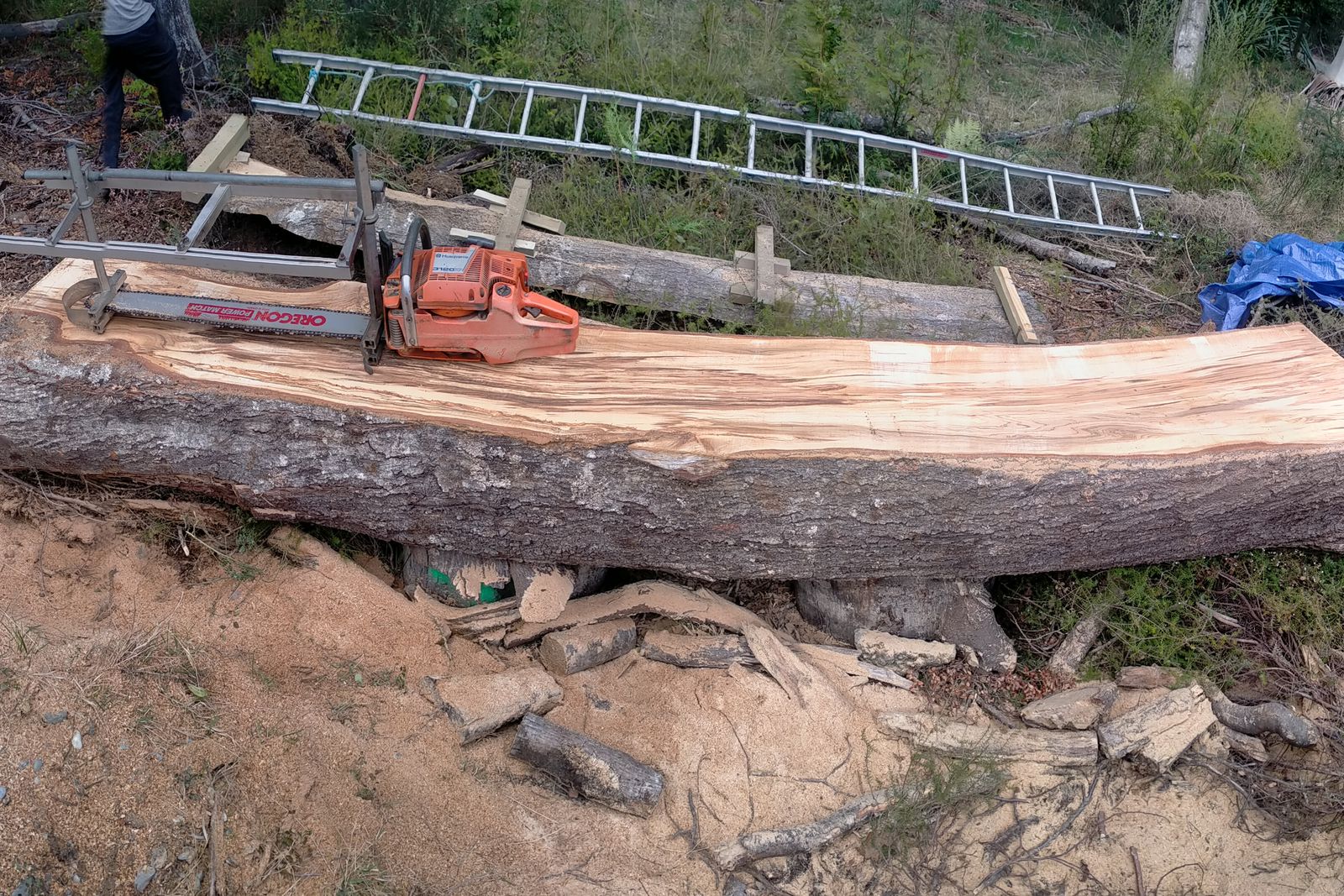 Fresh-cut slab coming off a milled trunk