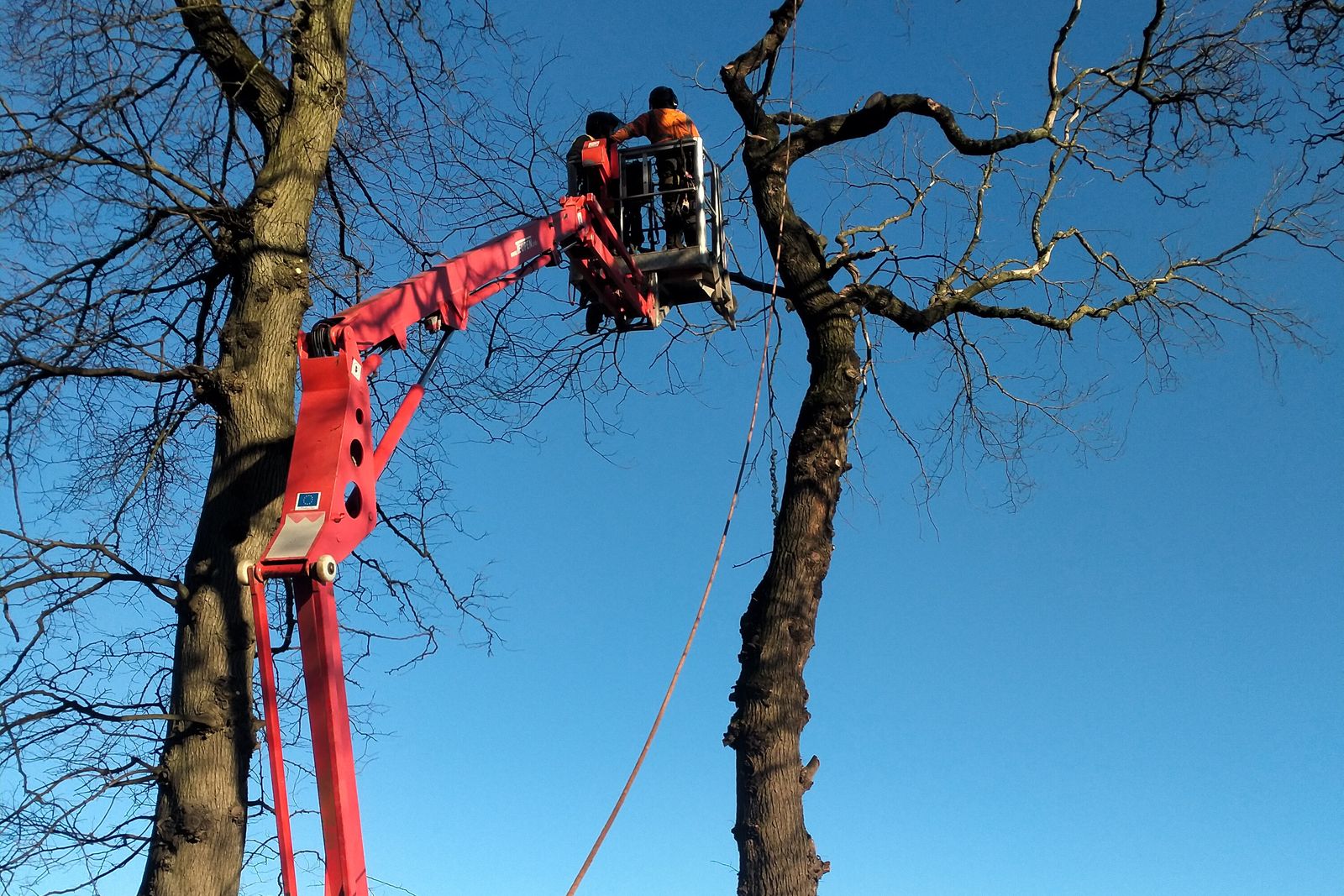 Platform and crane dismantling two dead trees above houses