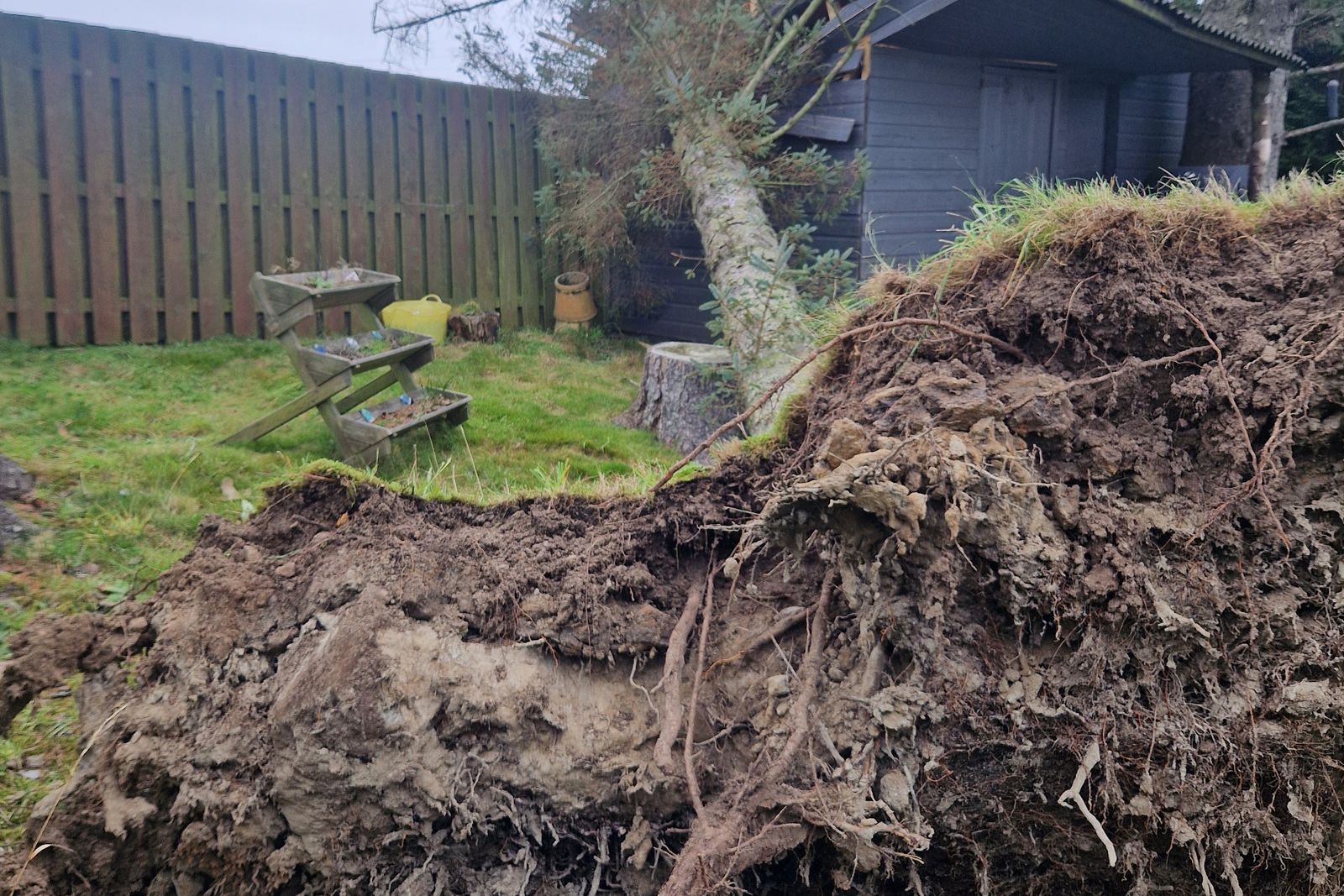 Root plate lifted out of saturated ground by a shed