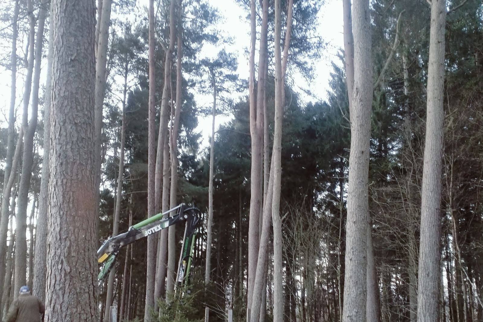 Tall Scots pine trunks with a timber trailer
