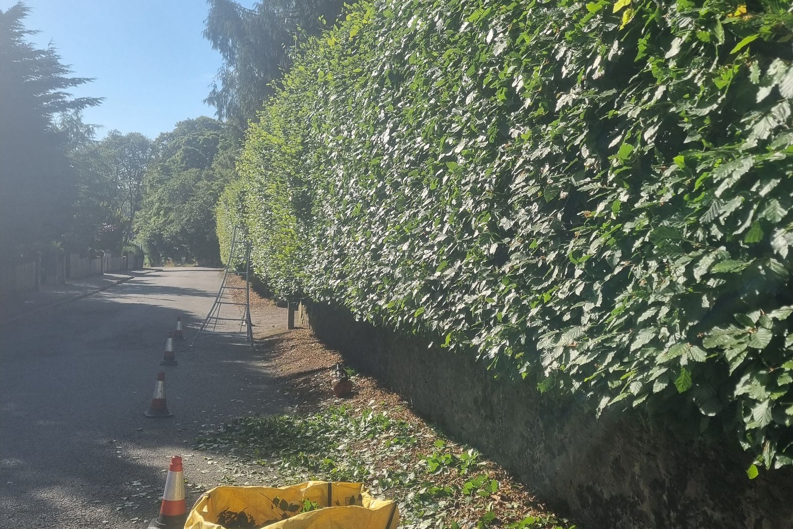 Long roadside hedge cut back to a clean face