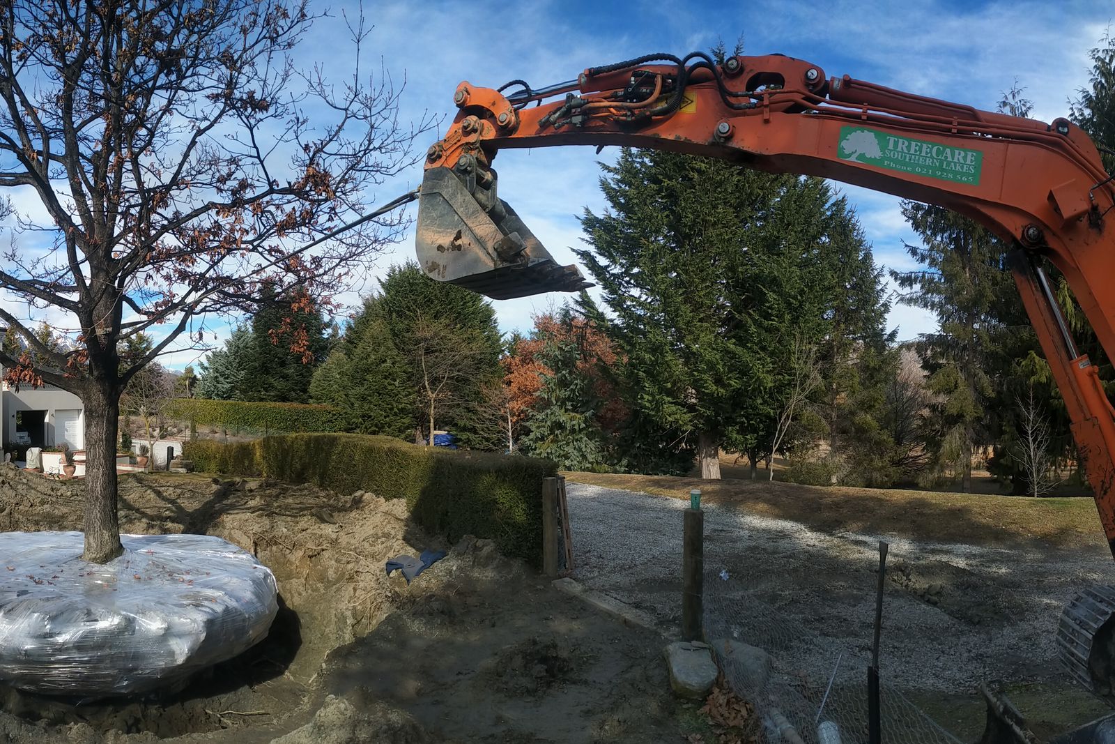 Excavator moving an established tree to its new position
