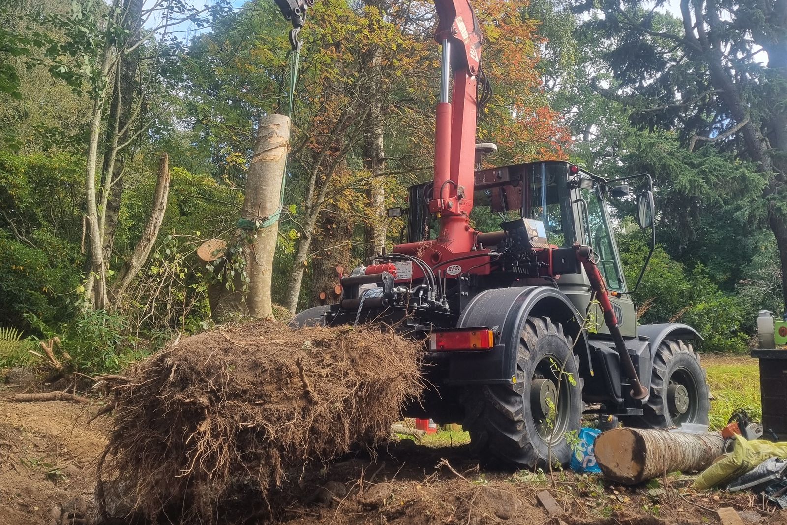 Root ball lifted out whole rather than ground down