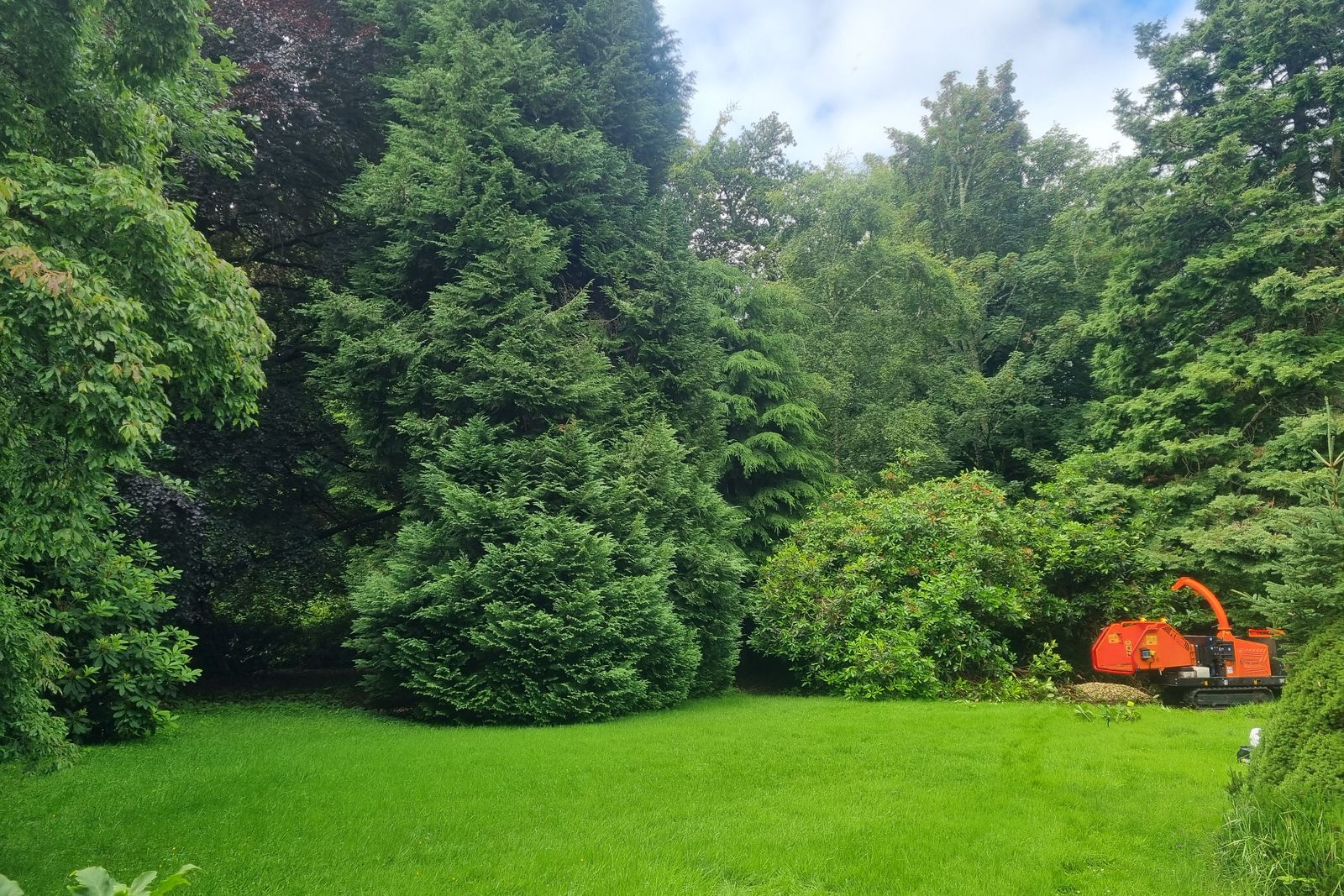 Mature conifers and chipper on an estate lawn