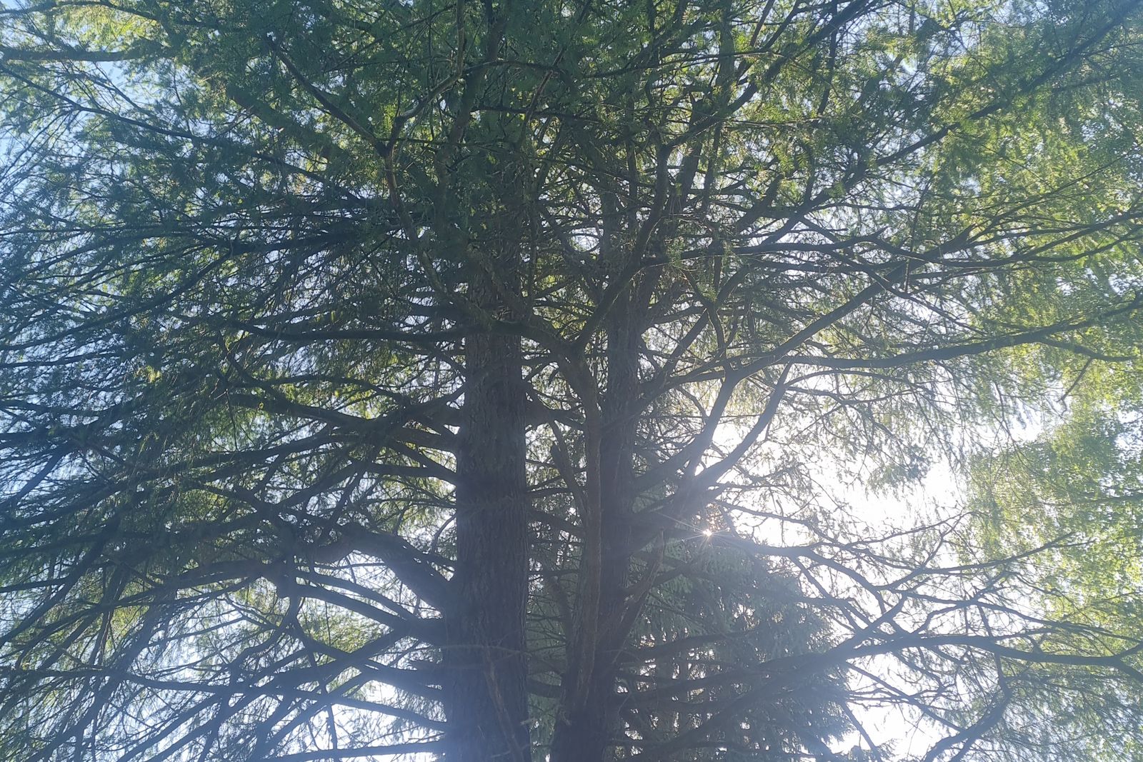 Sunlight through a mature conifer canopy before crown work