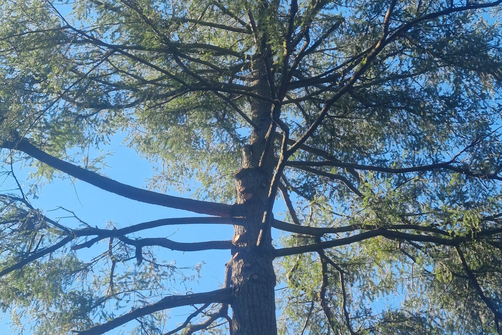 Tall pines assessed for crown thinning