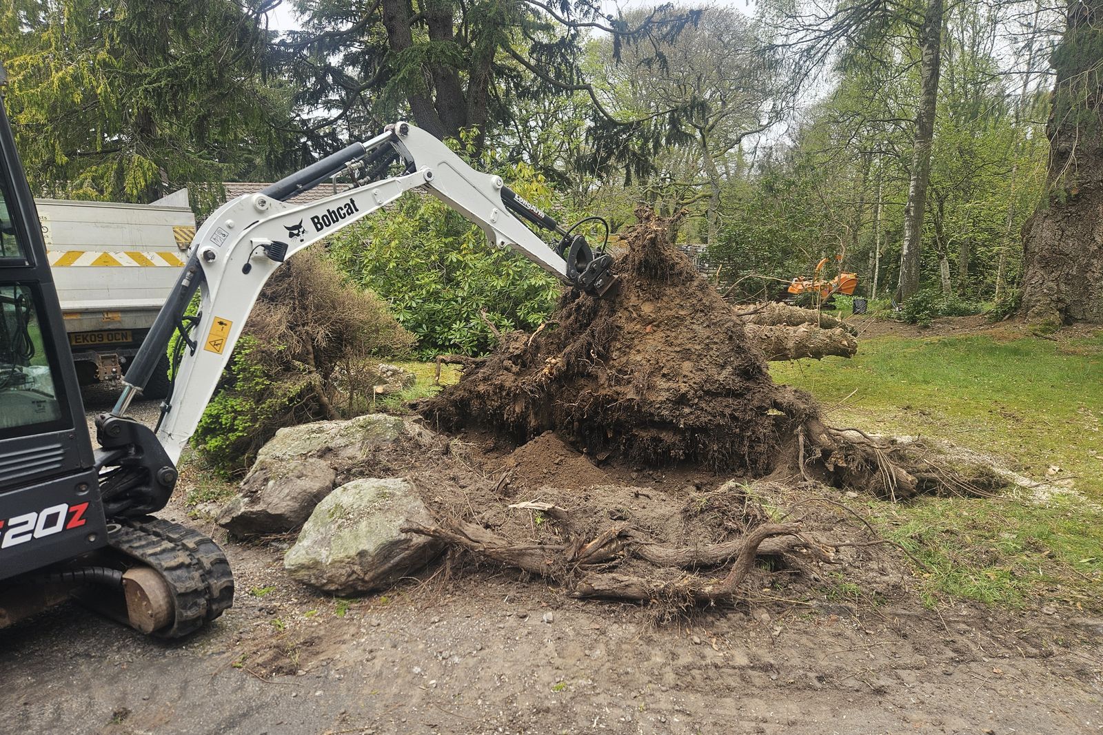 Old root plate lifted out to clear the ground for replanting