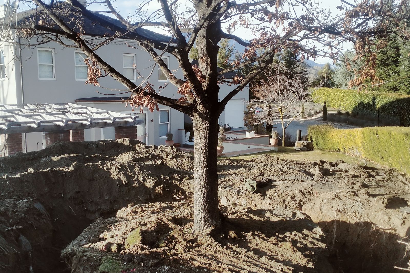 Replacement tree set in its pit with the root ball intact