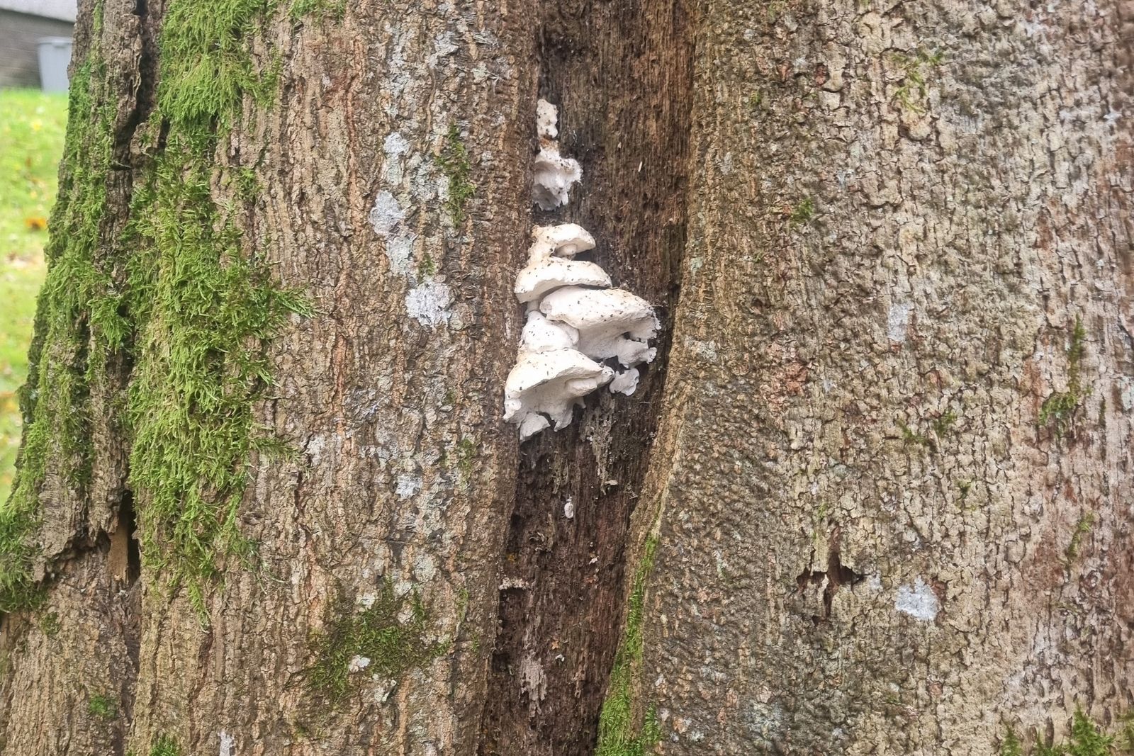 Bracket fungus emerging from a stem union, a decay indicator