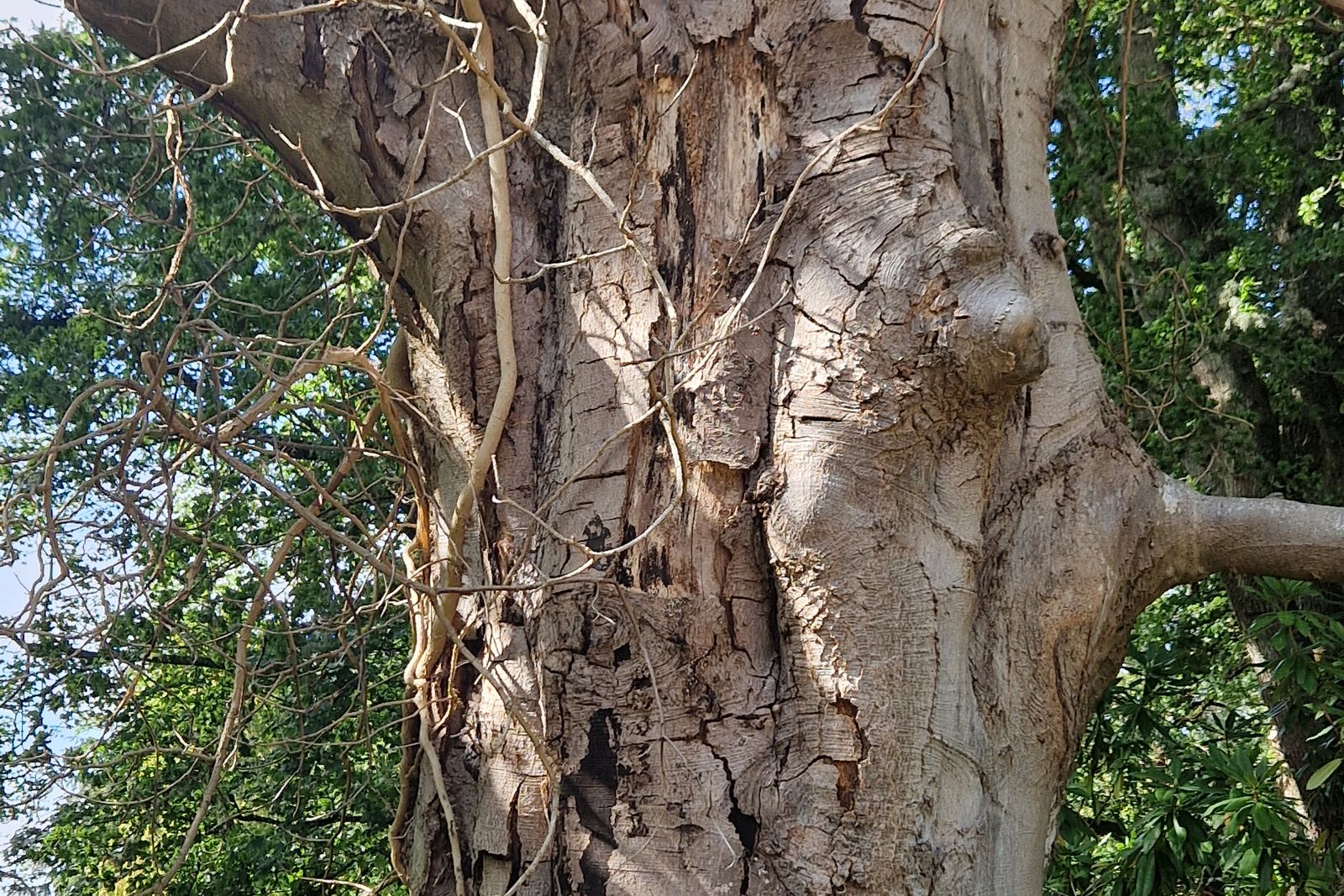 Decaying trunk with bark loss and cavities