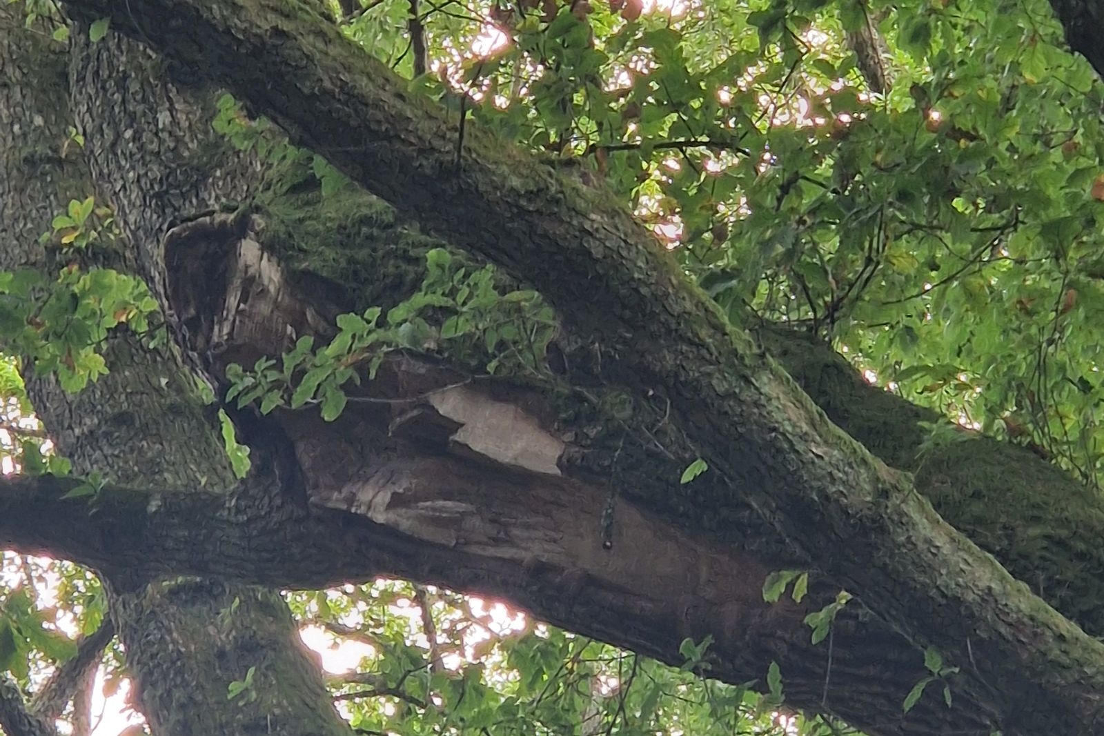 Torn branch union seen from below in the canopy